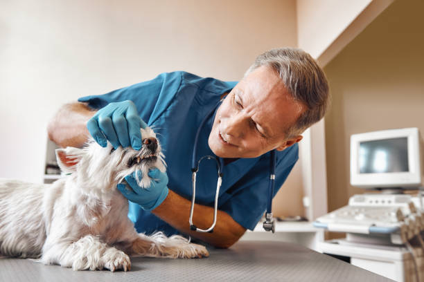Best Emergency Dentist for Special Needs Patients in Bowman, ND